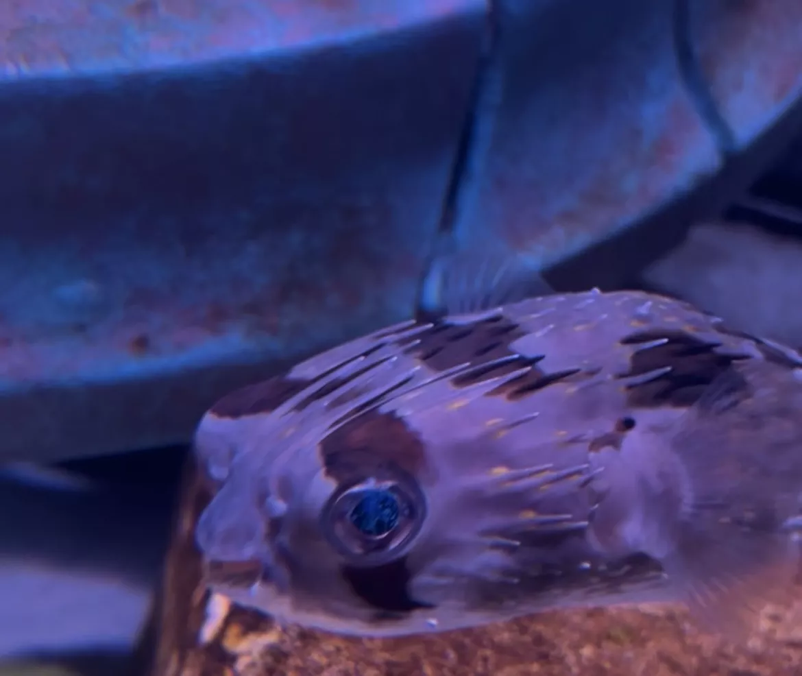 The Lost World Aquarium - Gallery image