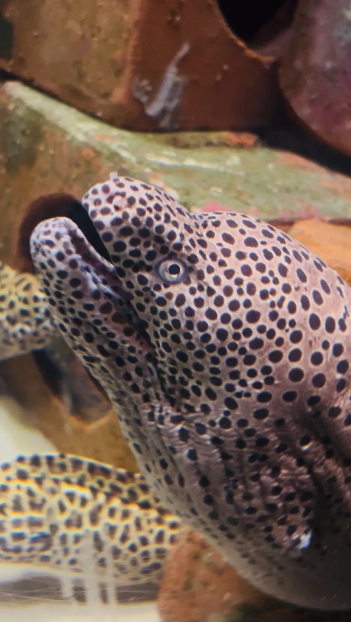 The Lost World Aquarium - Gallery image