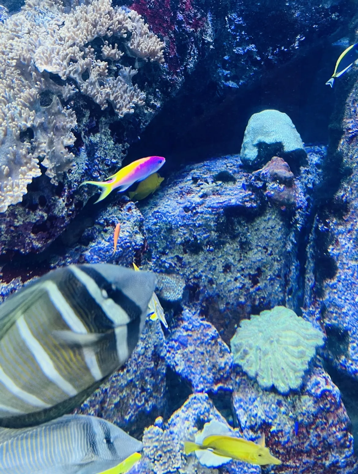 The Lost World Aquarium - Gallery image
