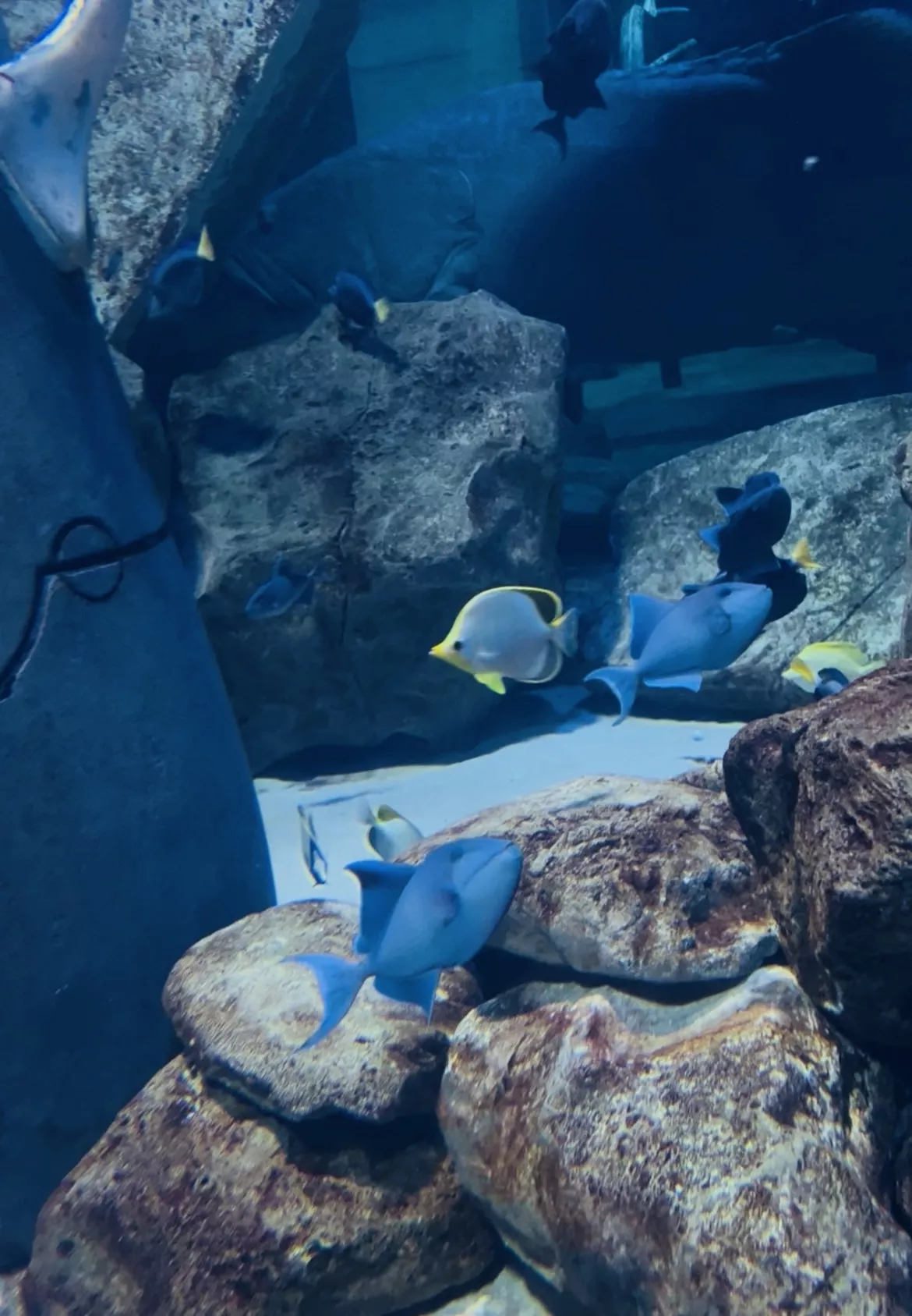 The Lost World Aquarium - Gallery image