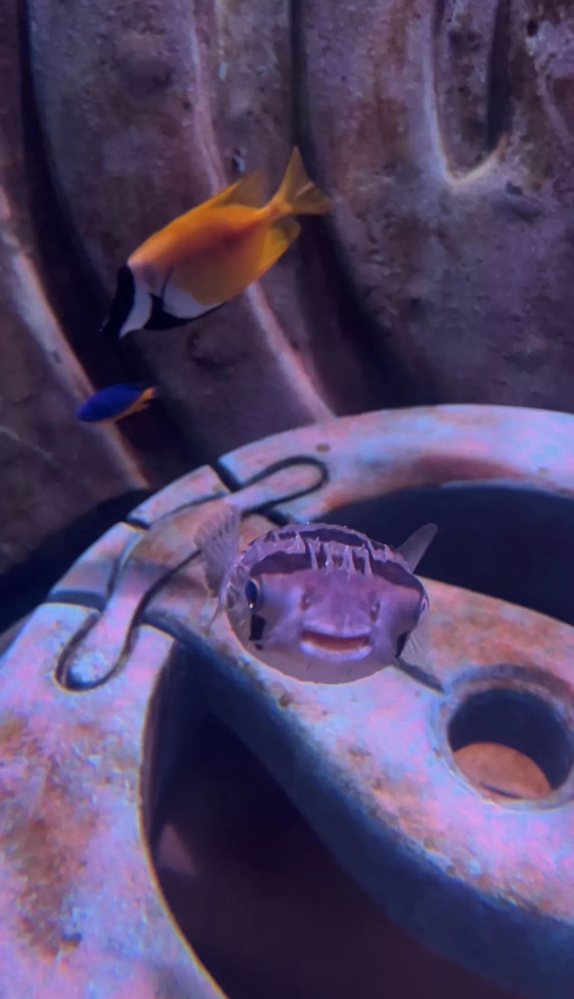The Lost World Aquarium - Gallery image