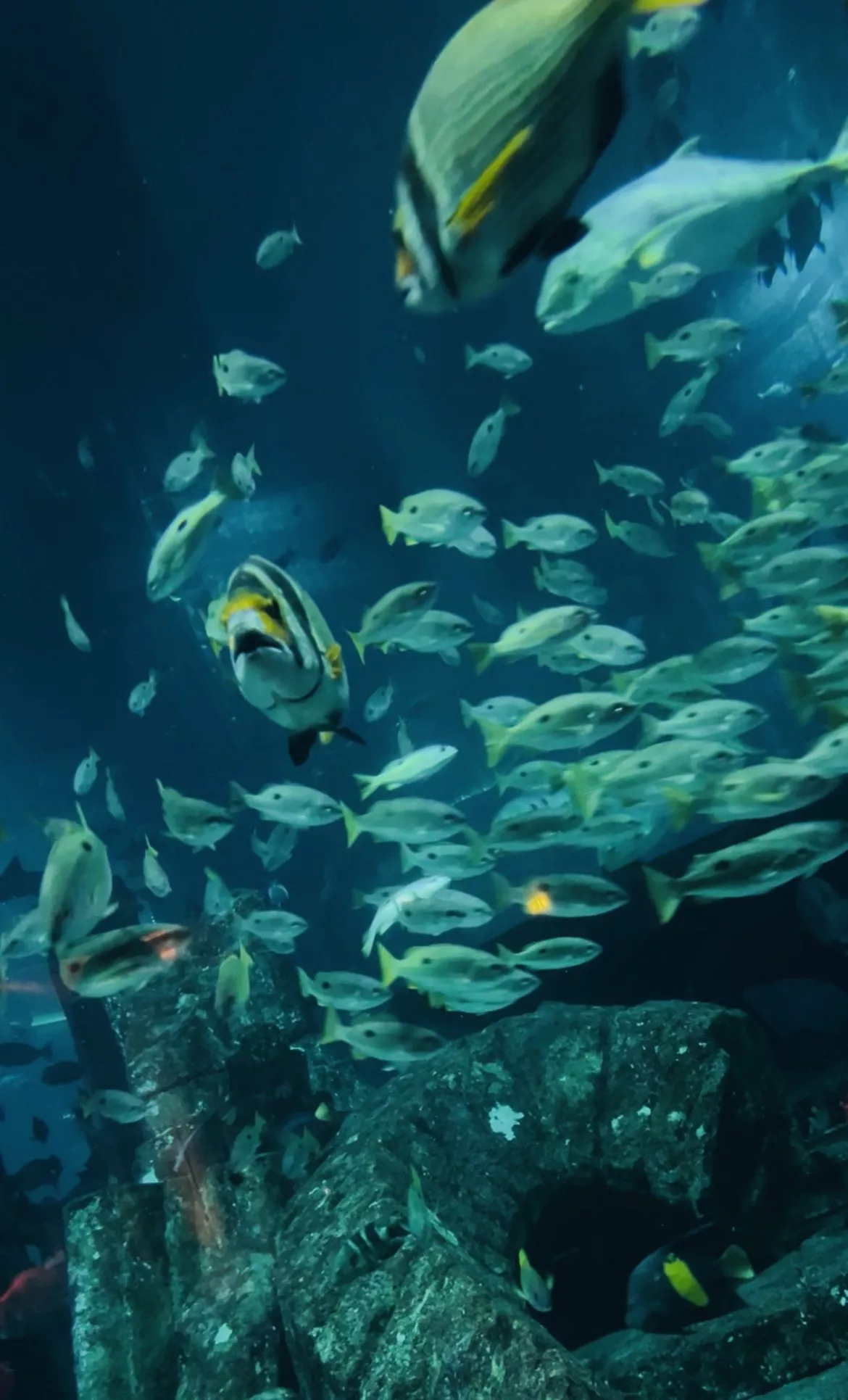 The Lost World Aquarium - Gallery image