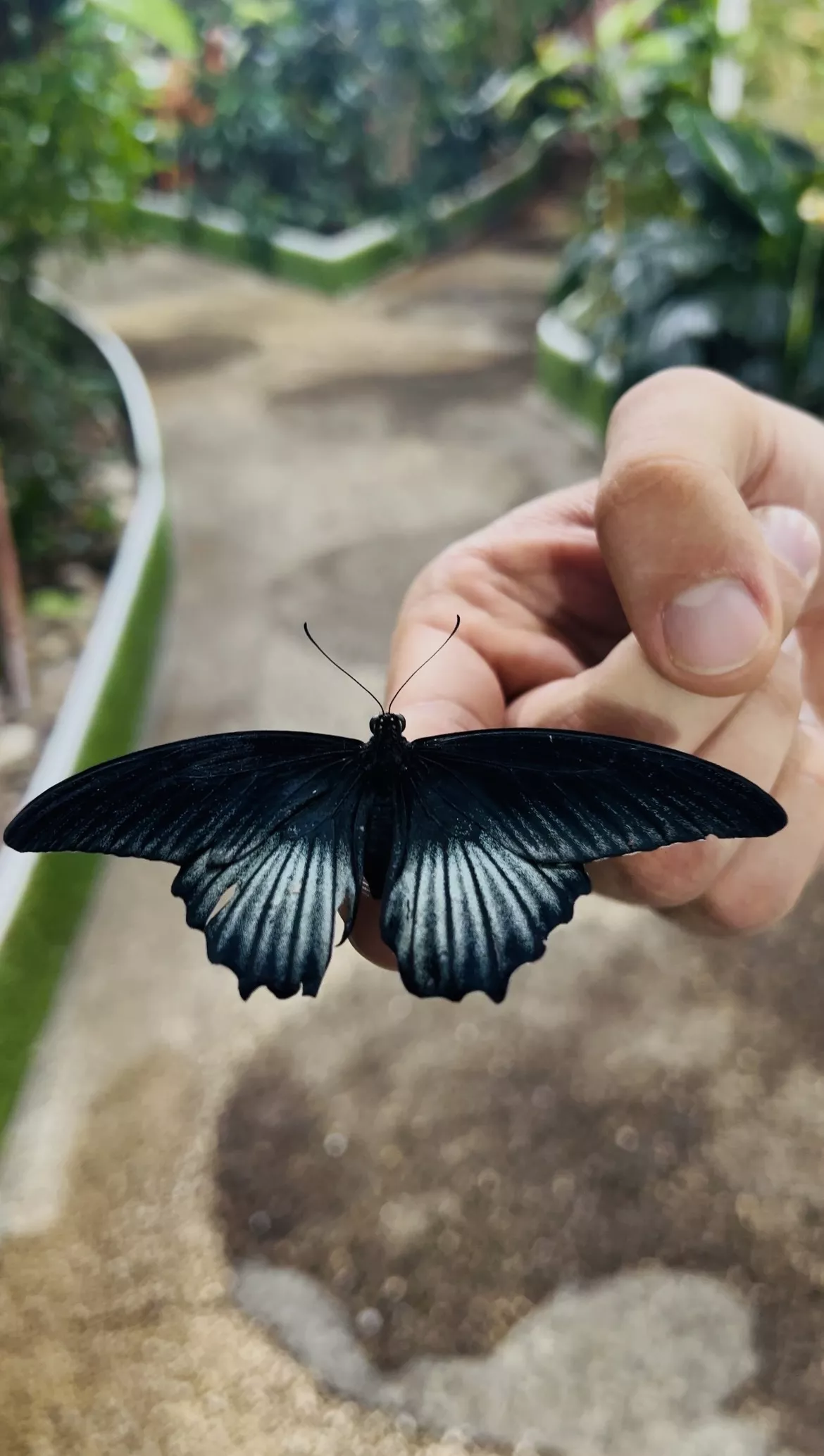 Dubai Butterfly Garden