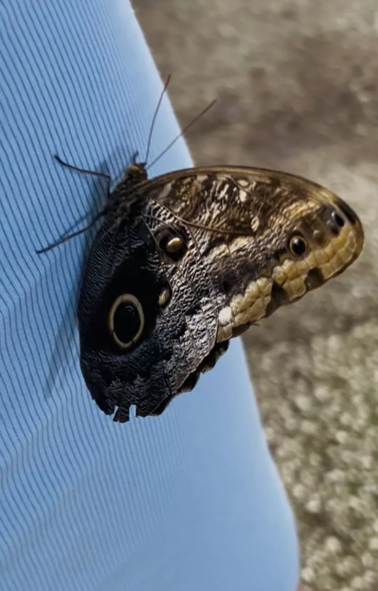 Dubai Butterfly Garden - Изображение галереи