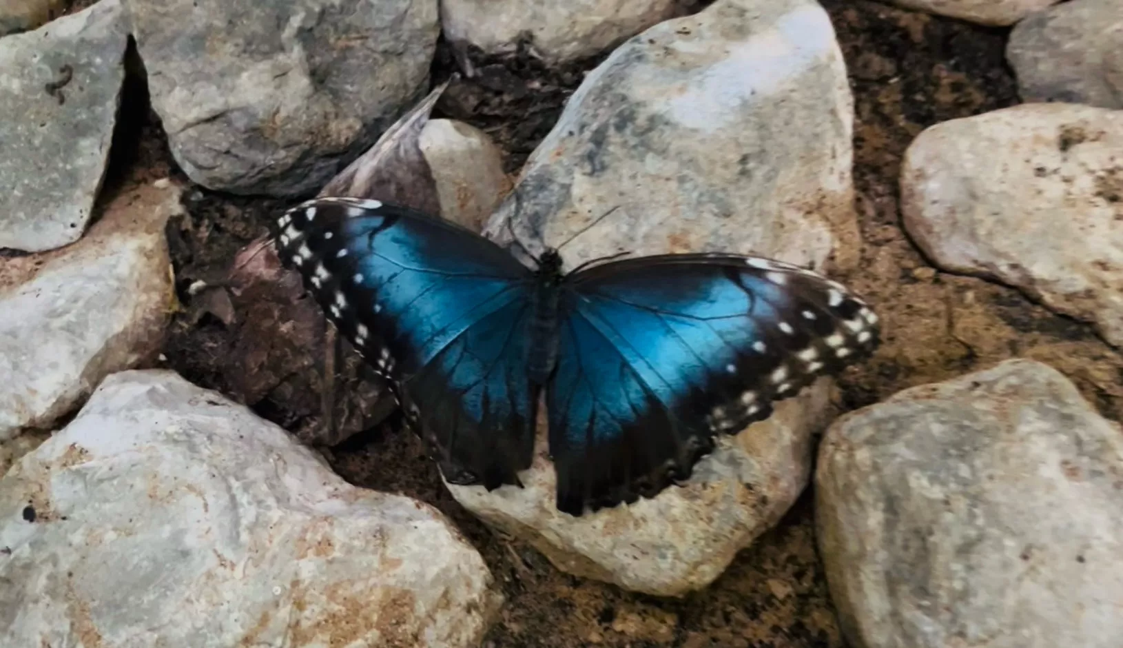 Dubai Butterfly Garden - Изображение галереи