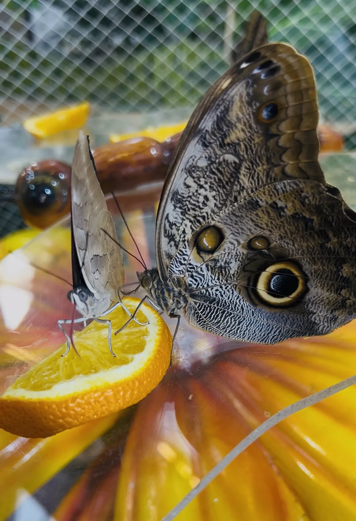 Dubai Butterfly Garden - Изображение галереи