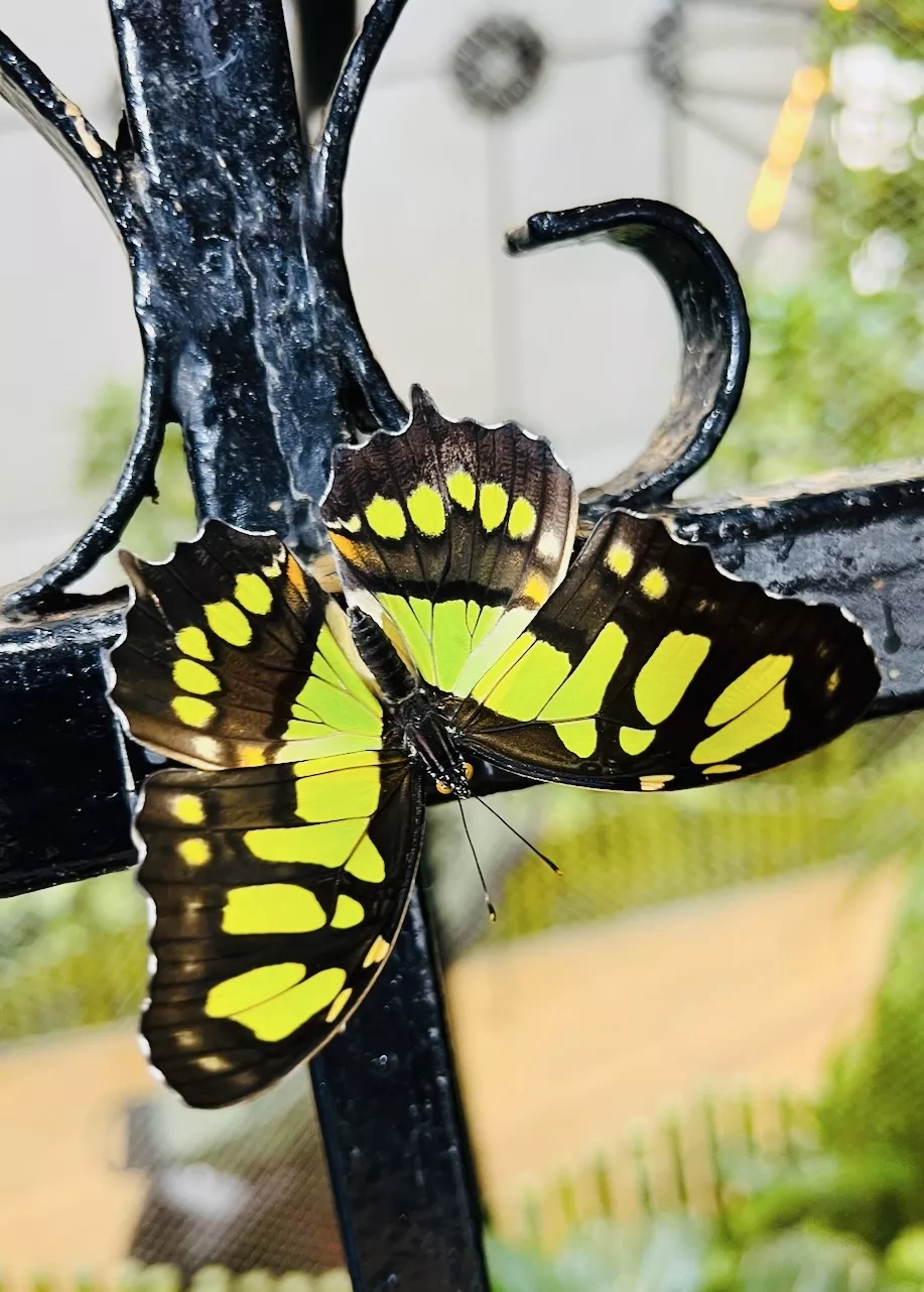 Dubai Butterfly Garden - Изображение галереи