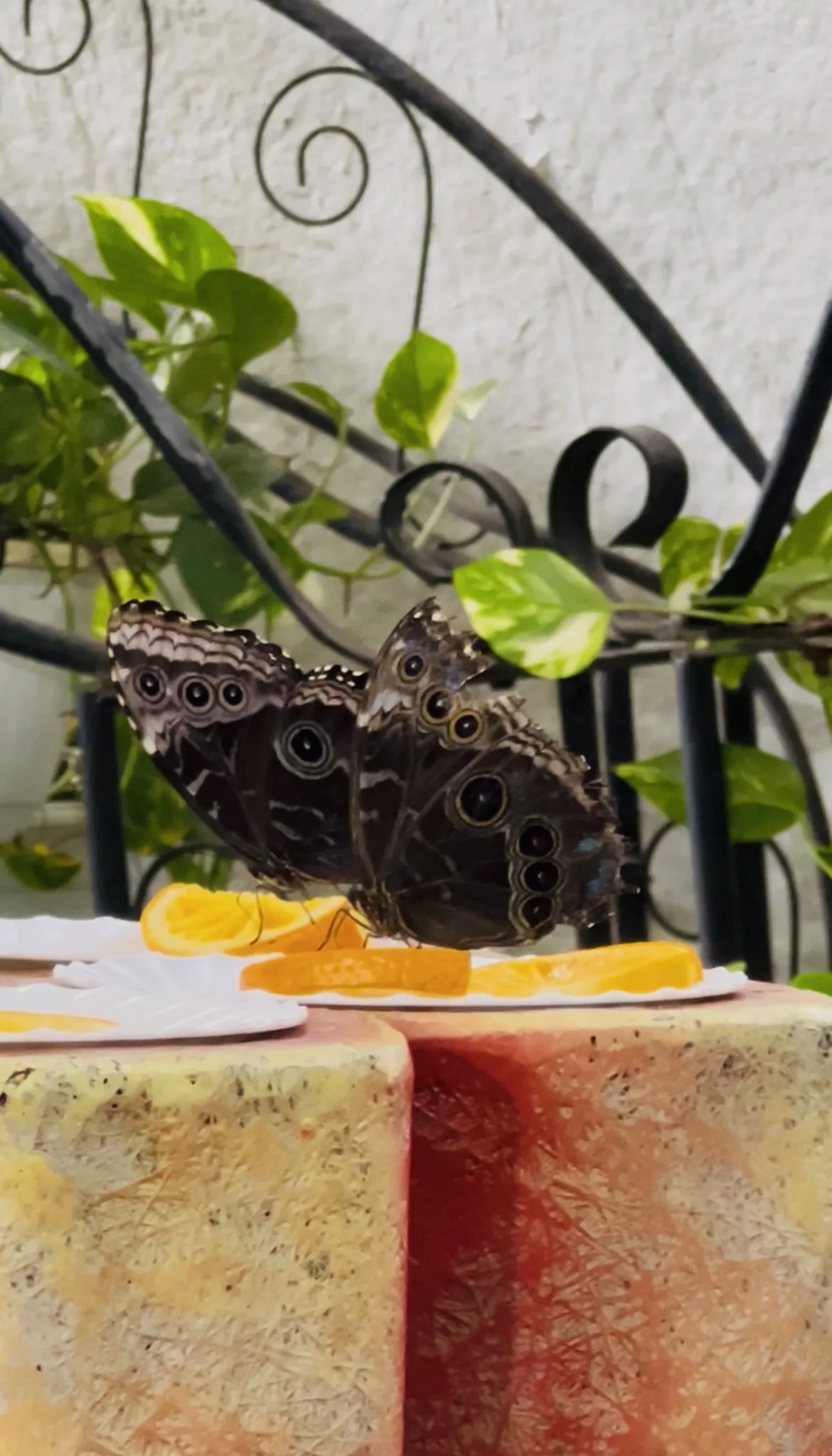 Dubai Butterfly Garden - Изображение галереи