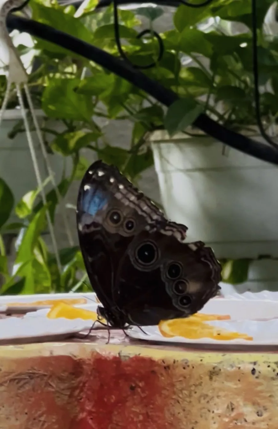 Dubai Butterfly Garden - Изображение галереи