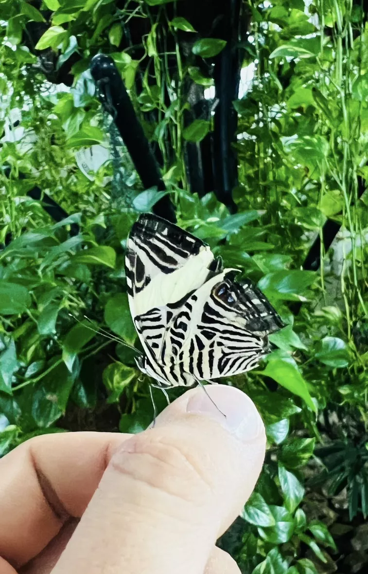 Dubai Butterfly Garden - Изображение галереи