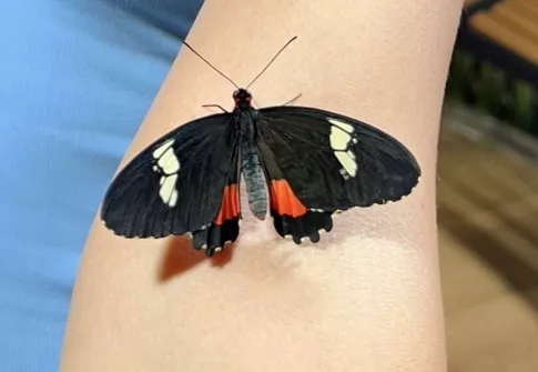 Dubai Butterfly Garden - Изображение галереи