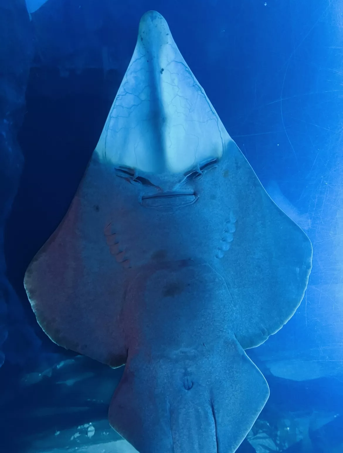 Dubai Aquarium and Underwater Zoo