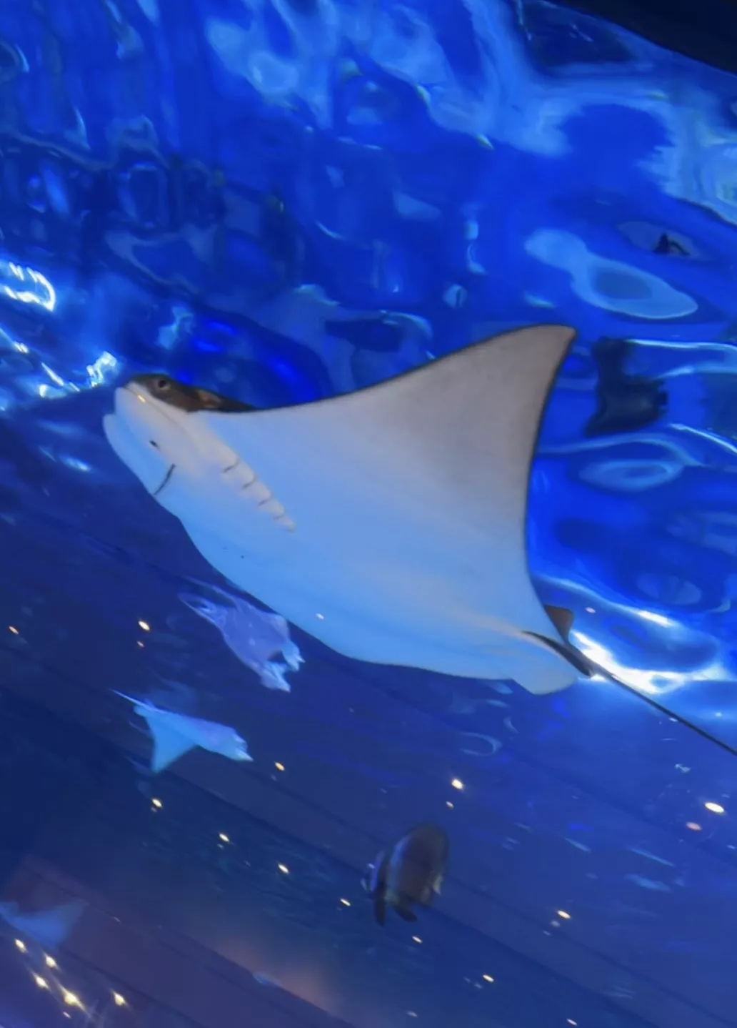 Dubai Aquarium and Underwater Zoo - Zdjęcie z galerii