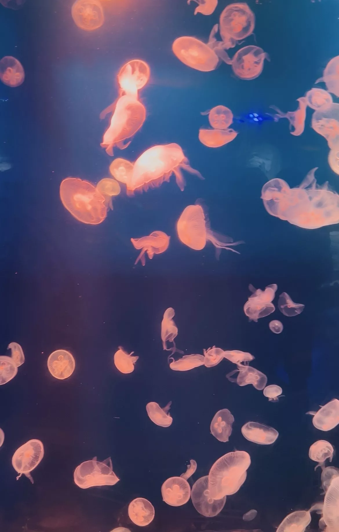 Dubai Aquarium and Underwater Zoo - Zdjęcie z galerii