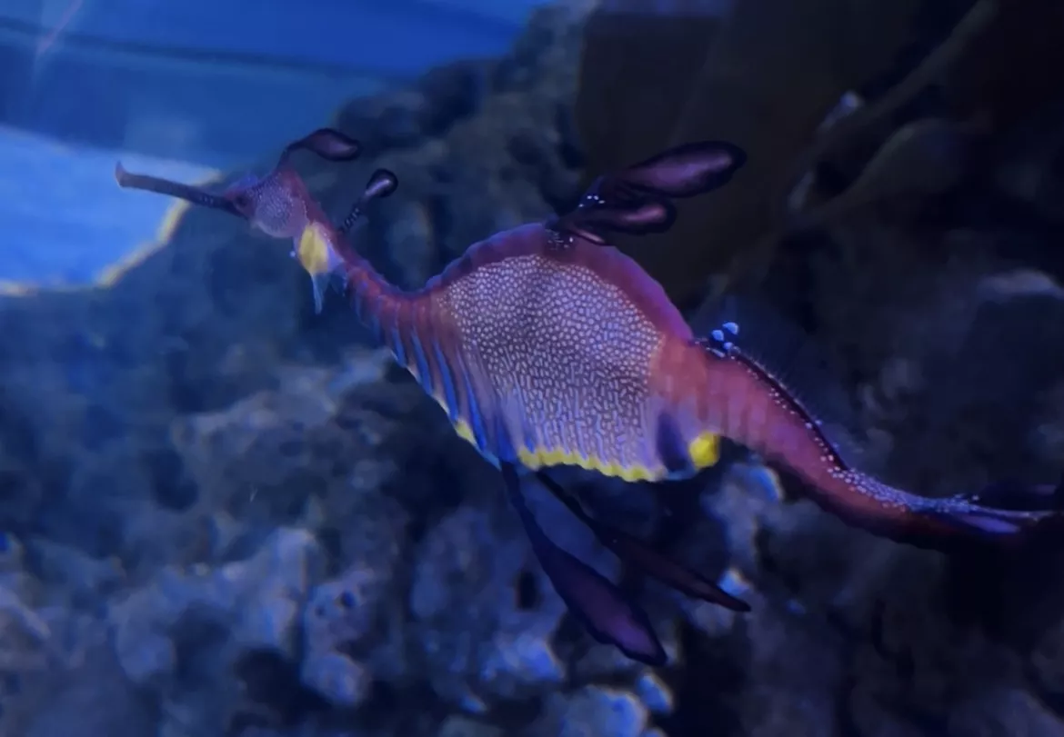 Dubai Aquarium and Underwater Zoo - Zdjęcie z galerii