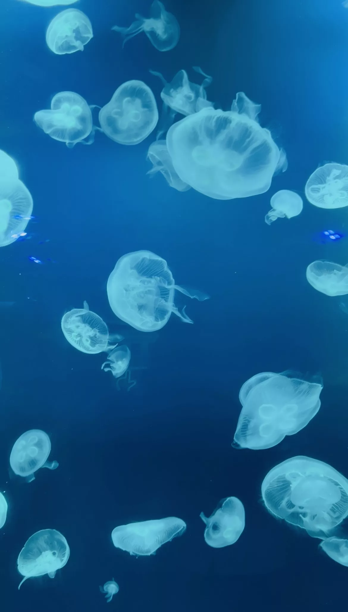 Dubai Aquarium and Underwater Zoo - Zdjęcie z galerii