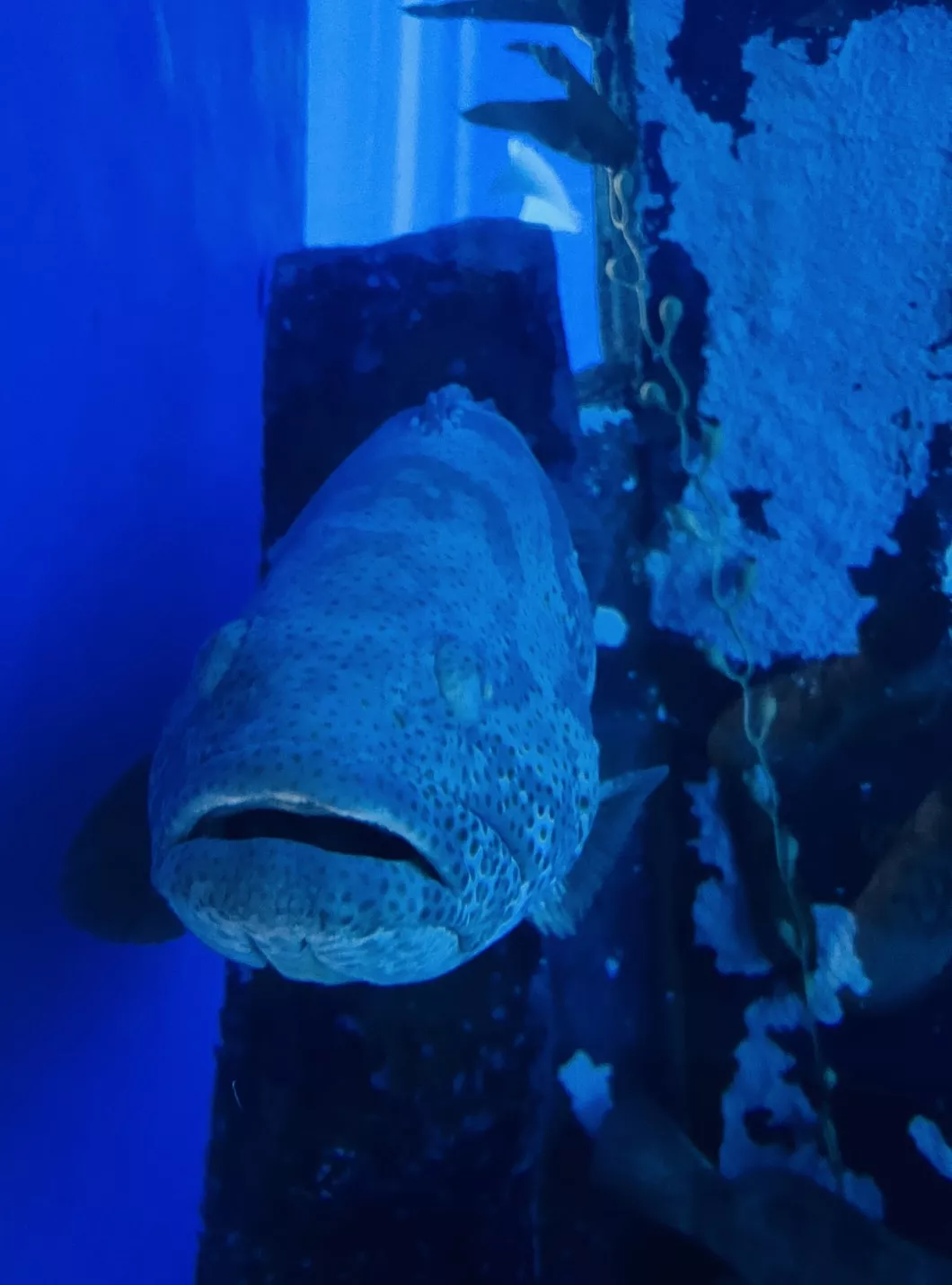 Dubai Aquarium and Underwater Zoo - Zdjęcie z galerii