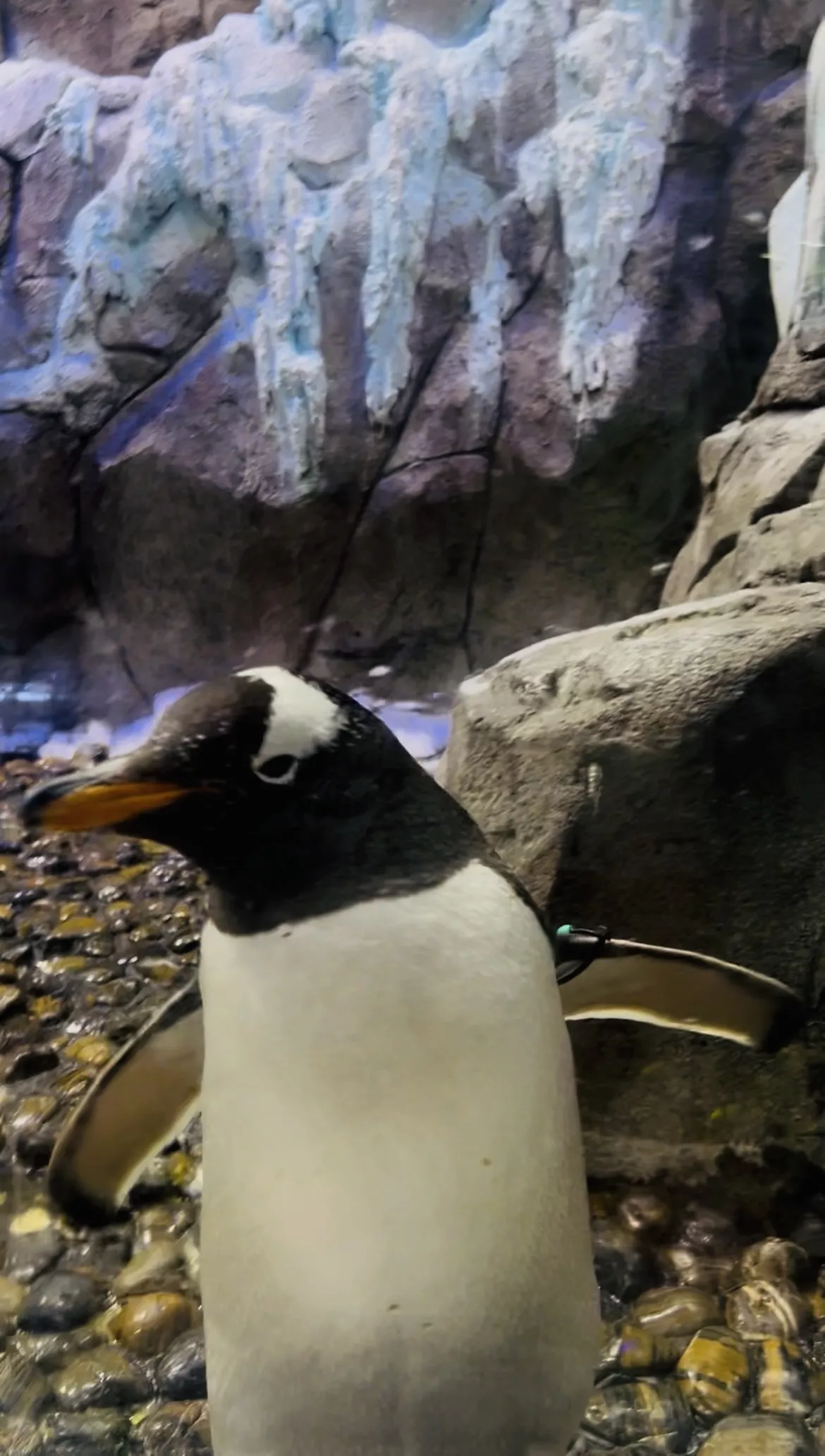 Dubai Aquarium and Underwater Zoo - Zdjęcie z galerii