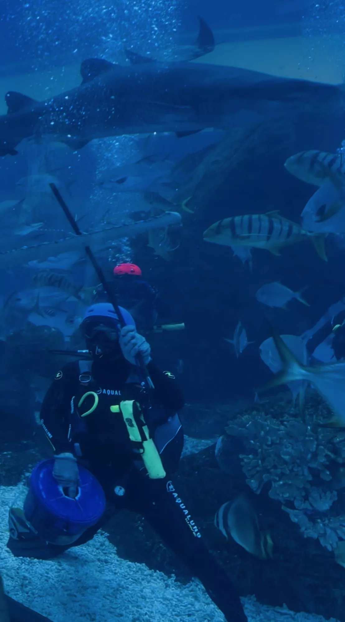 Dubai Aquarium and Underwater Zoo - Zdjęcie z galerii