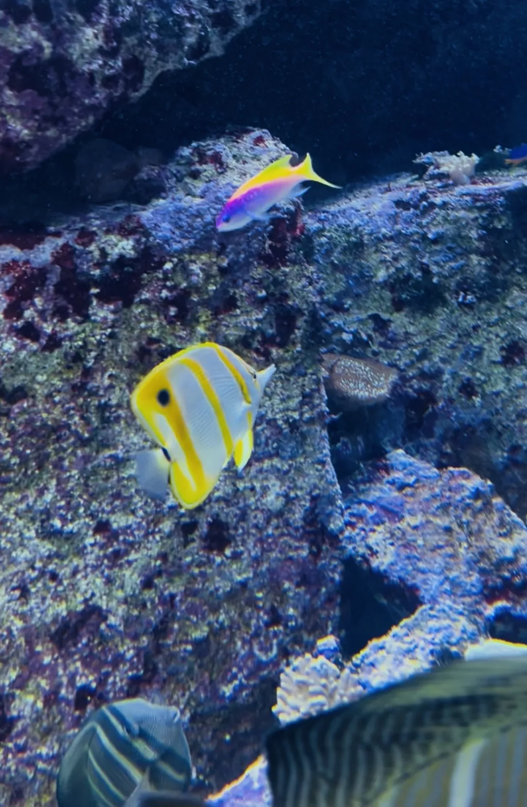 Dubai Aquarium and Underwater Zoo - Zdjęcie z galerii