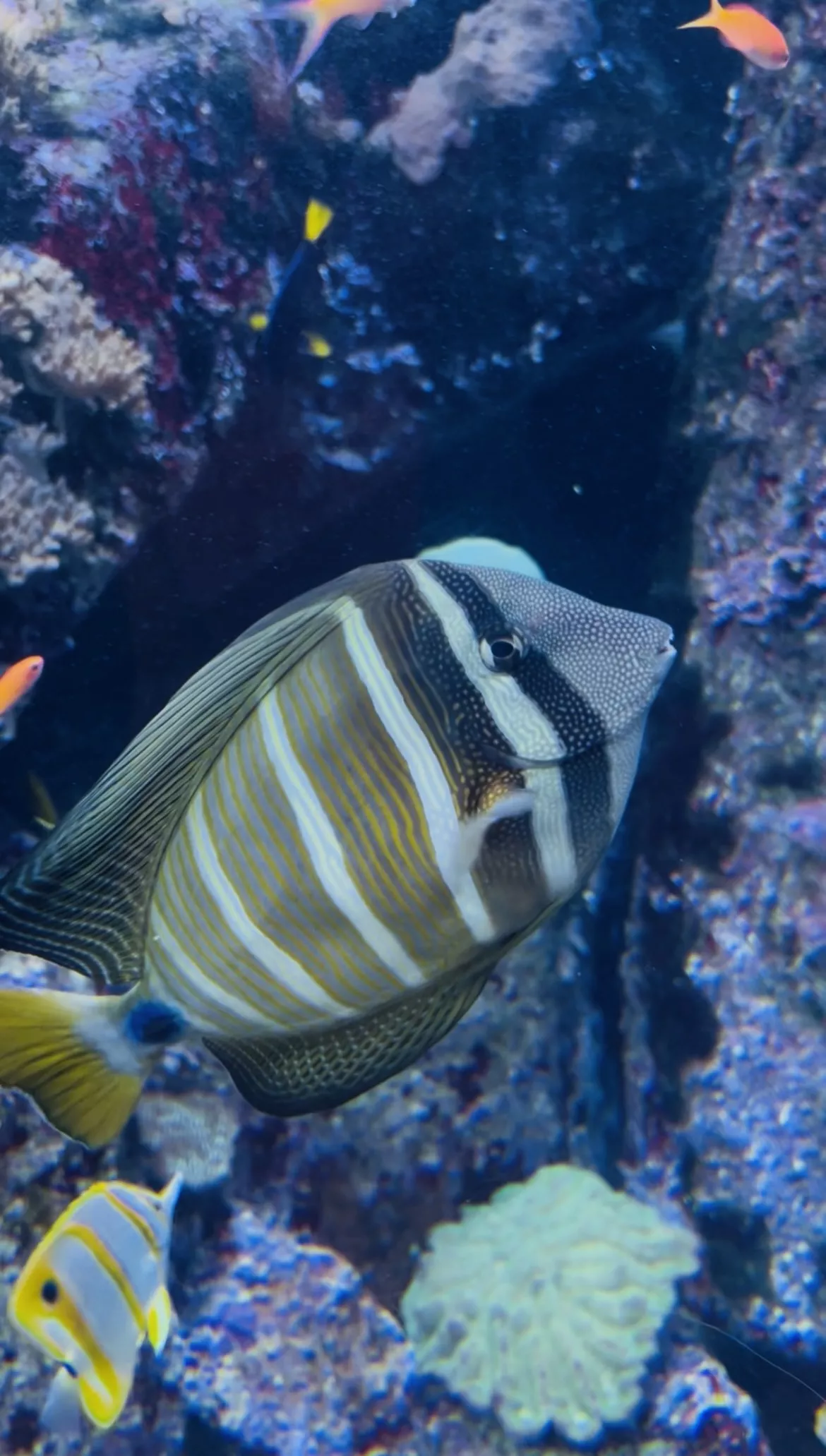 Dubai Aquarium and Underwater Zoo - Zdjęcie z galerii