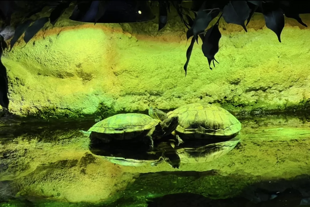 Dubai Aquarium and Underwater Zoo - Zdjęcie z galerii