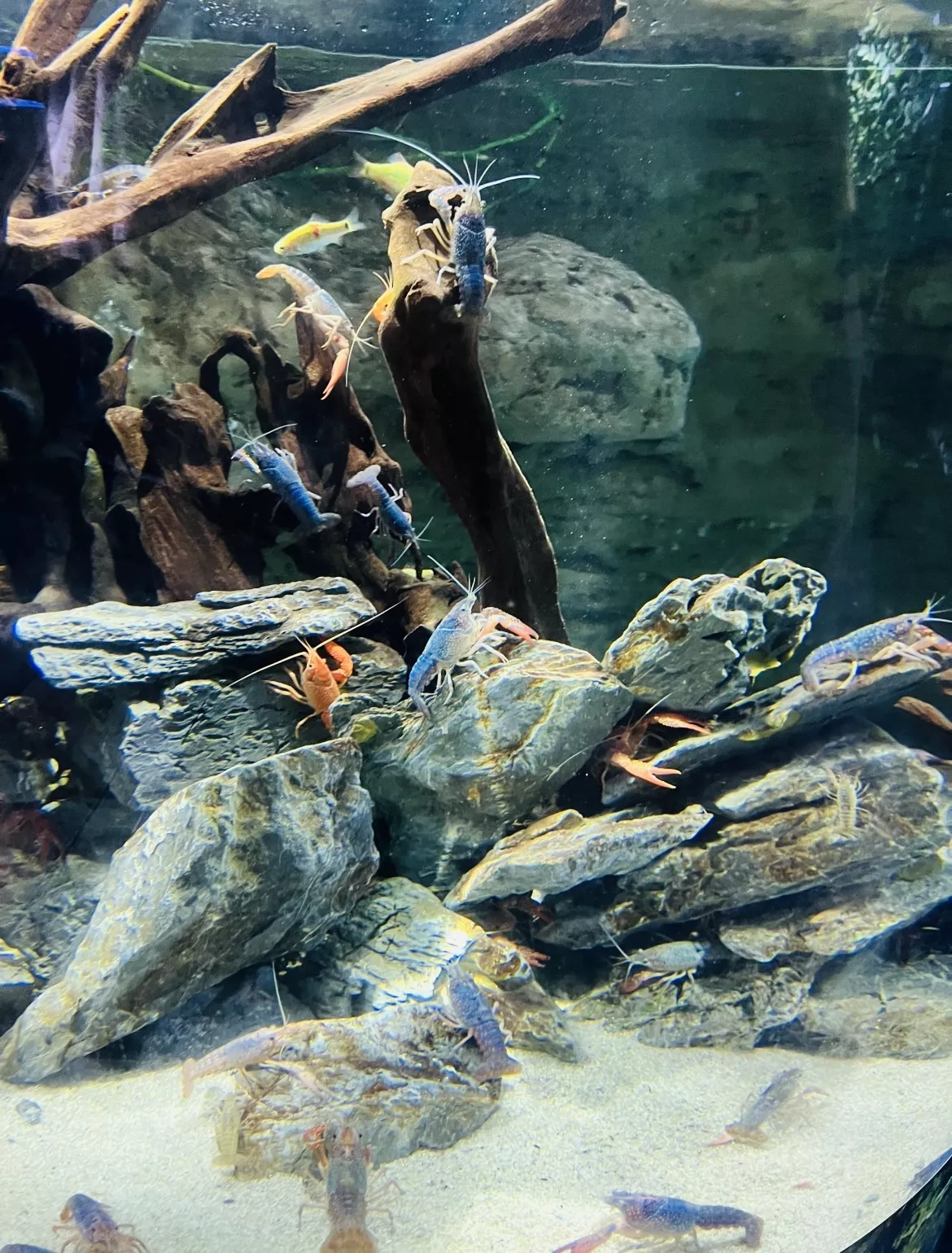 Dubai Aquarium and Underwater Zoo - Zdjęcie z galerii