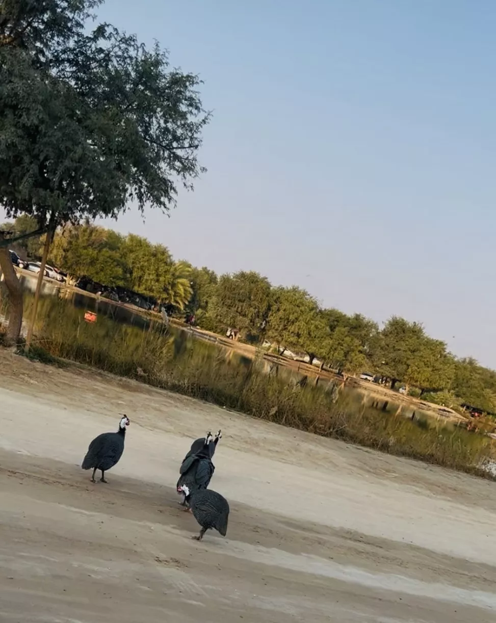 Al Qudra Lakes