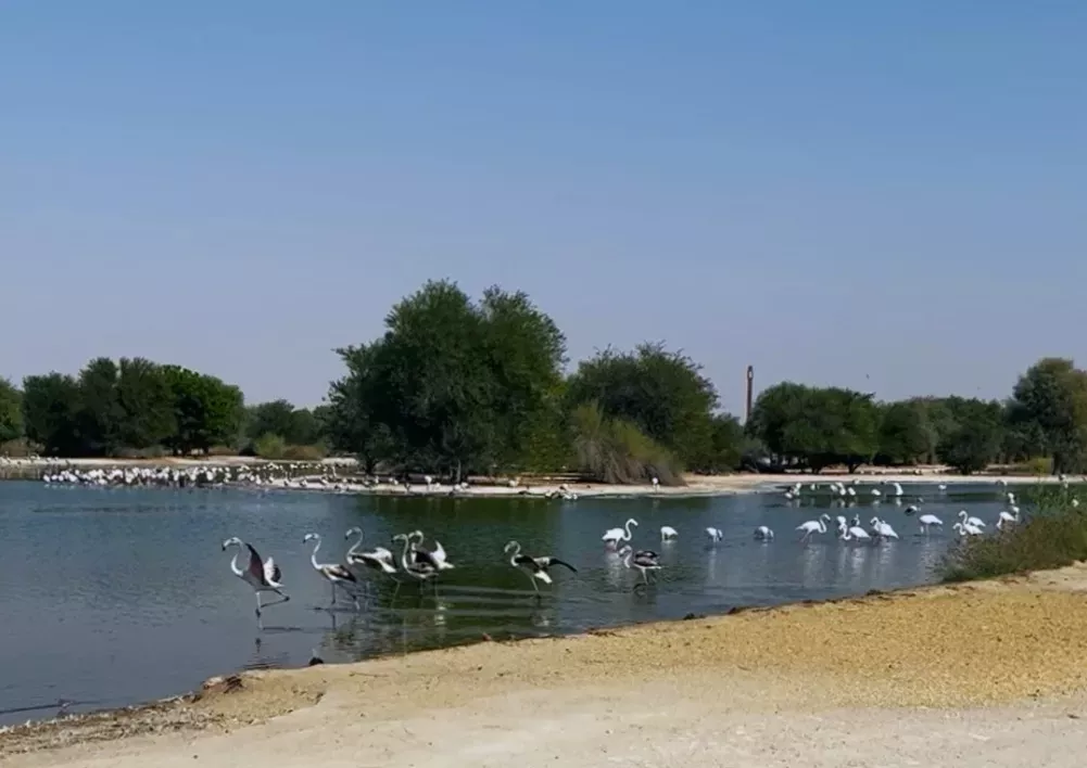 Al Qudra Lakes - Изображение галереи