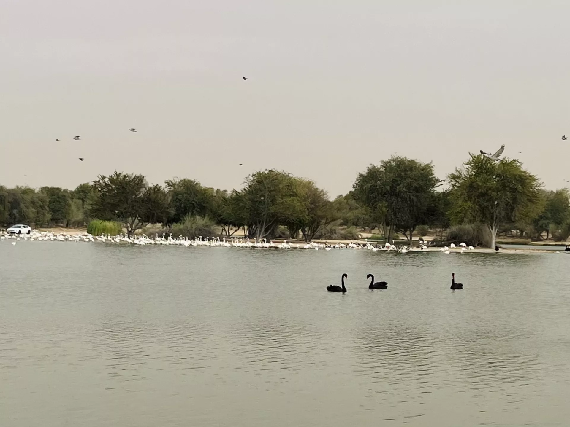 Al Qudra Lakes - Изображение галереи