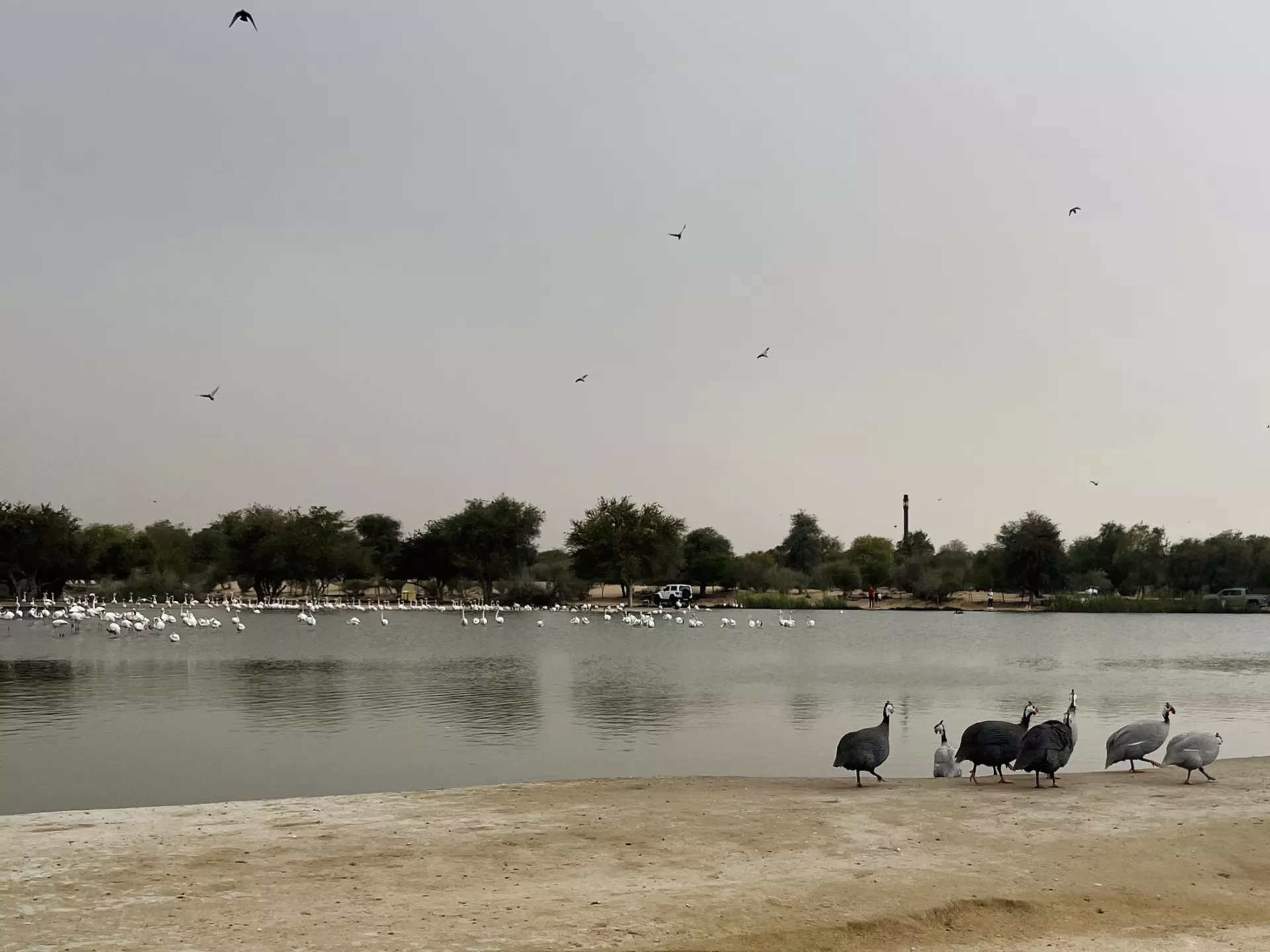Al Qudra Lakes - Изображение галереи