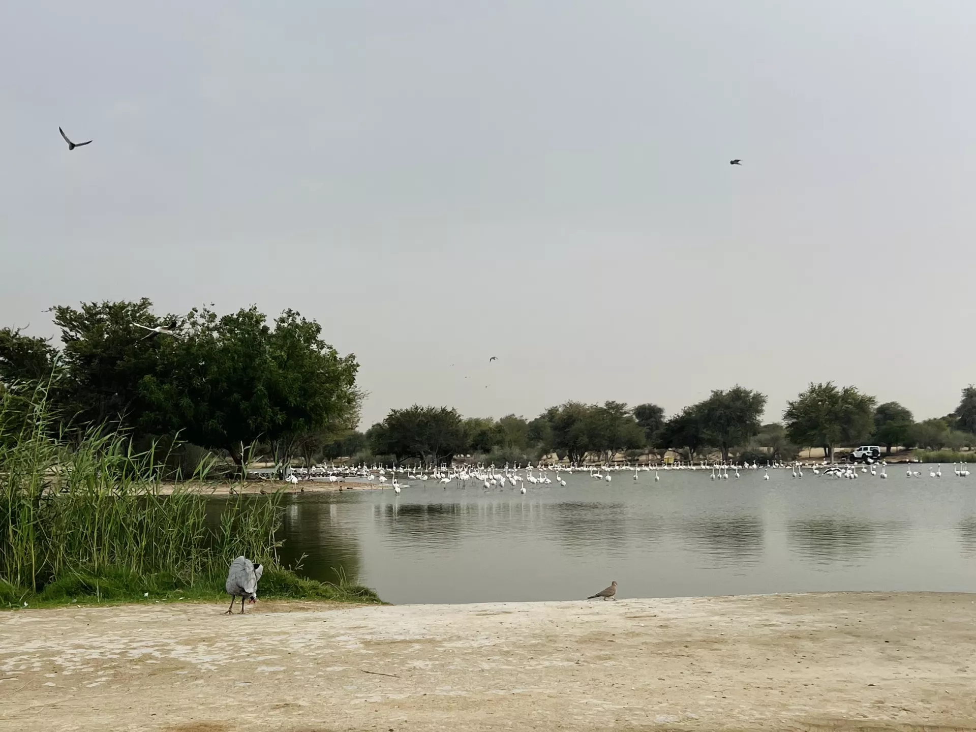 Al Qudra Lakes - Изображение галереи