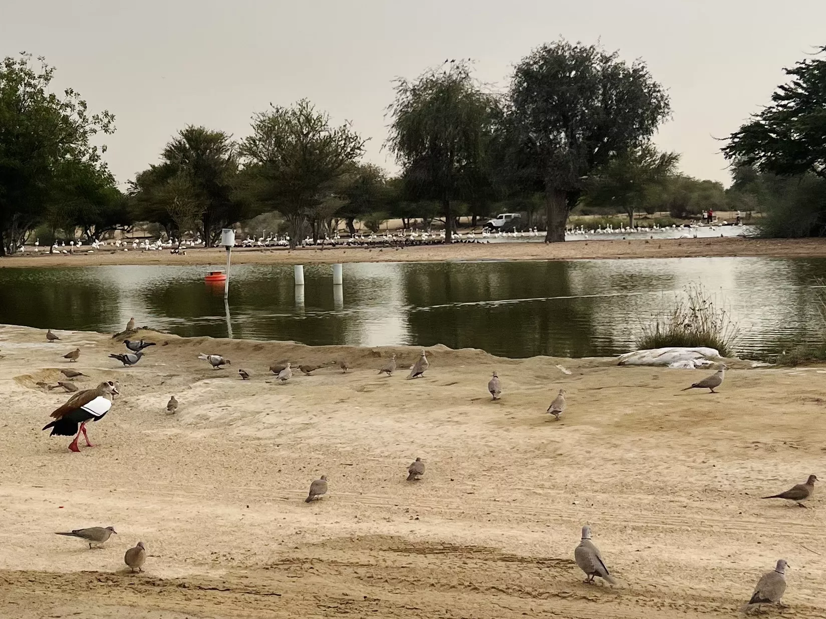 Al Qudra Lakes - Изображение галереи