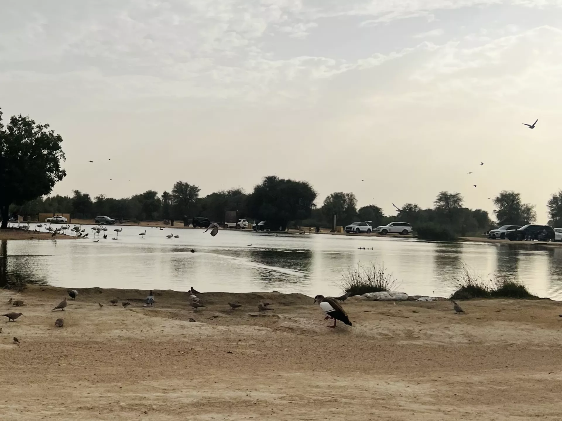 Al Qudra Lakes - Изображение галереи