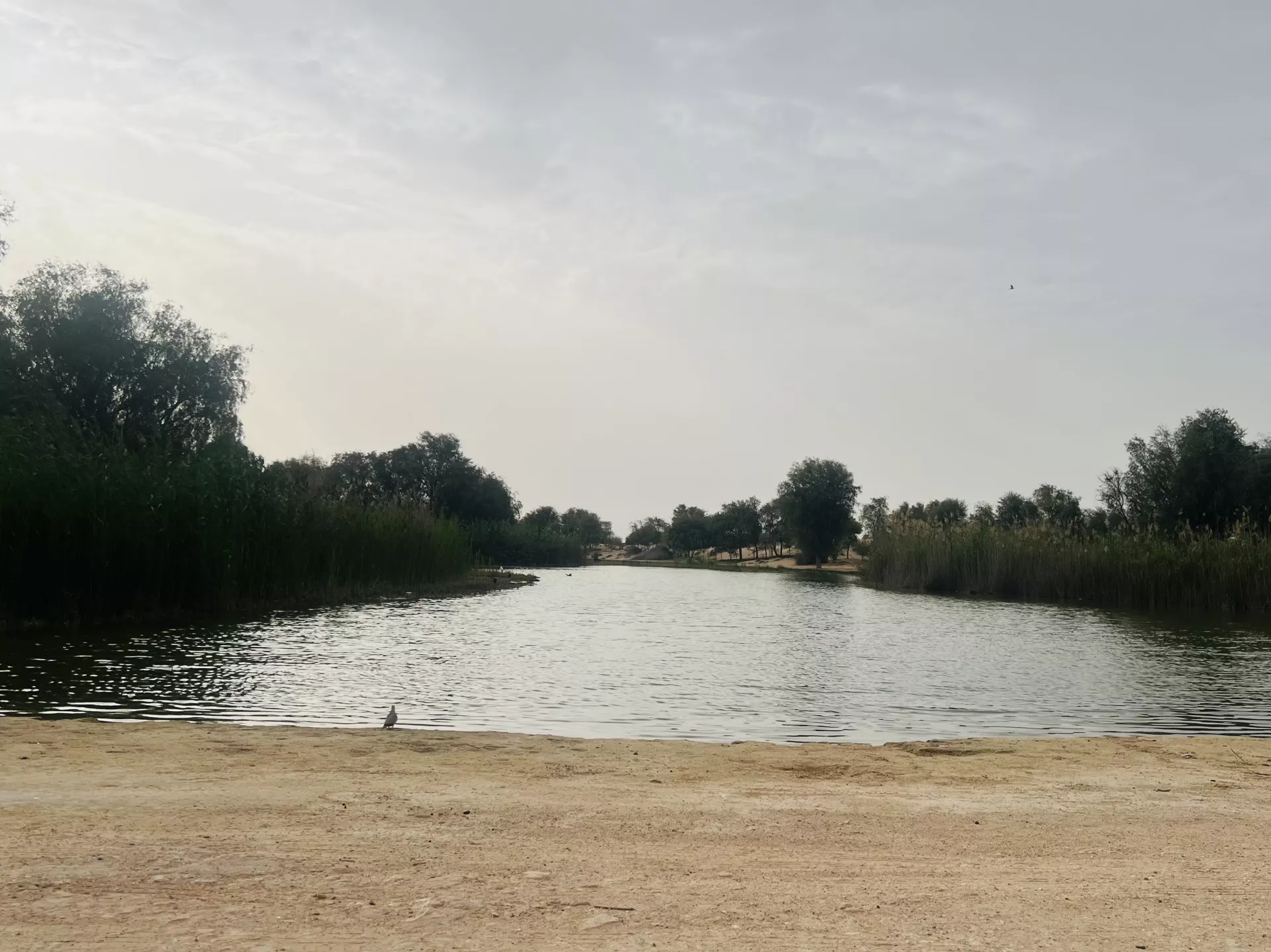 Al Qudra Lakes - Изображение галереи