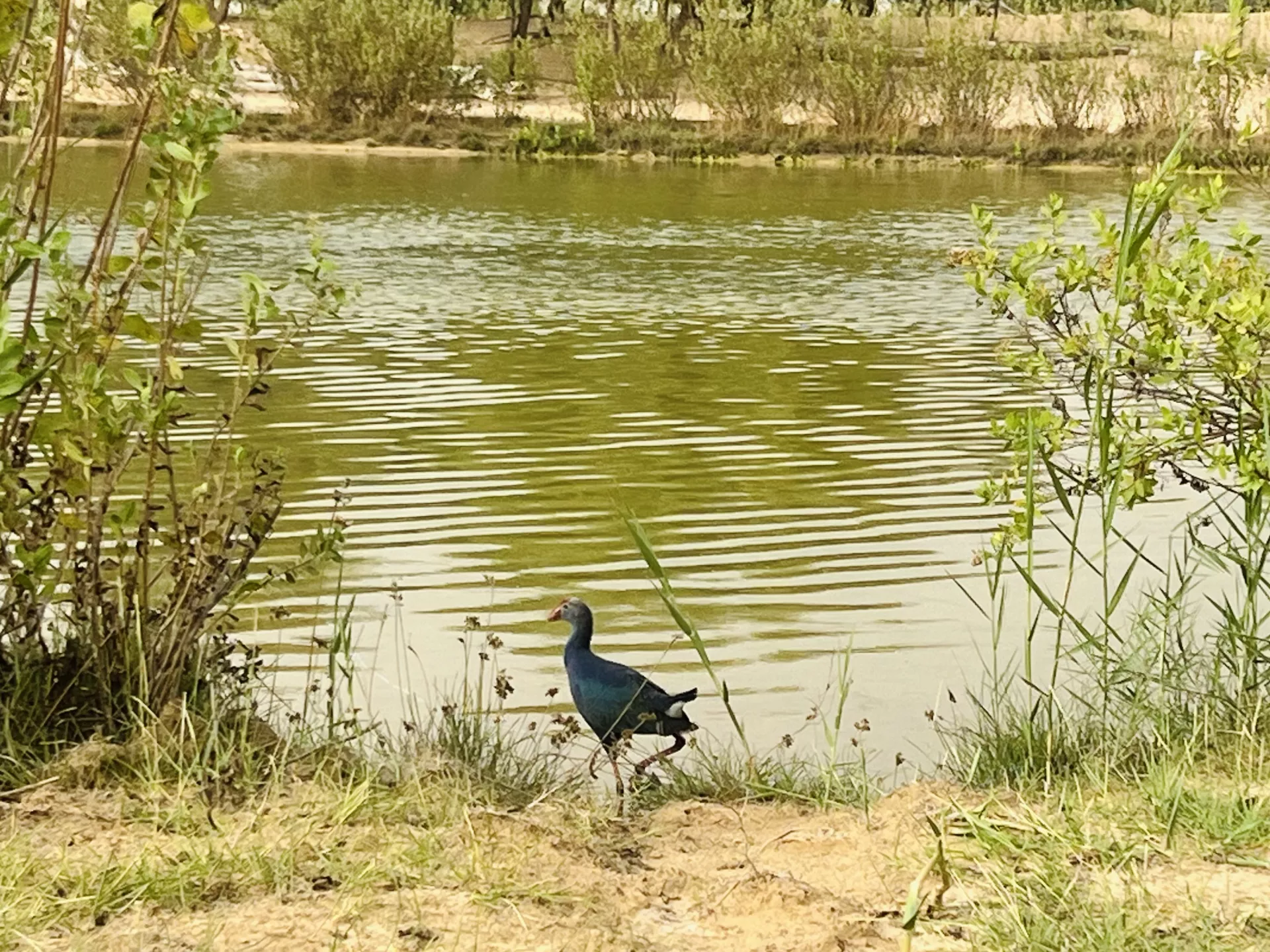 Al Qudra Lakes - Изображение галереи
