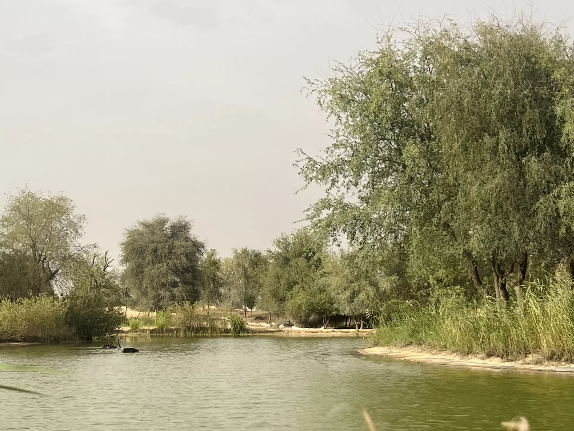 Al Qudra Lakes - Изображение галереи