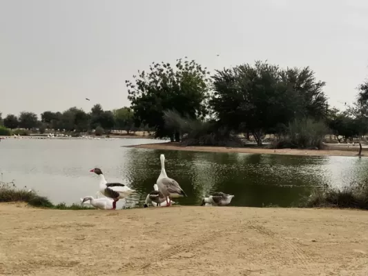 Al Qudra Lakes